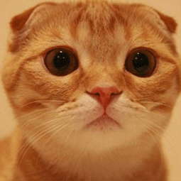 布谷鸟加速器下载